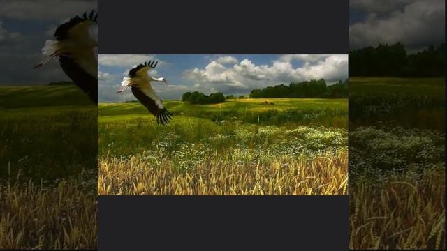 Ирина Туманова - «Поле вольное» #100песен # песнидлявсейсемьи #песни #наразныхязыках смотреть онлайн