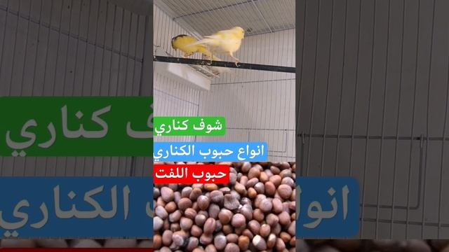 انوع حبوب الكناري حبوب اللفت مهمة للجهاز الهضمي ضد امراض البرد و تقوى المناعة