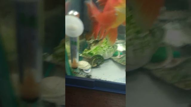Разбился градусник у рыб! Это конец?! смотреть онлайн