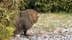 Котик ✨ Барсик ✨ Милые котики