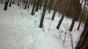 Охота На Куницу с РЕЛ