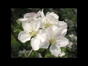 Спикерская Александры. АП.(Анонимные переедающие)16.08.2018