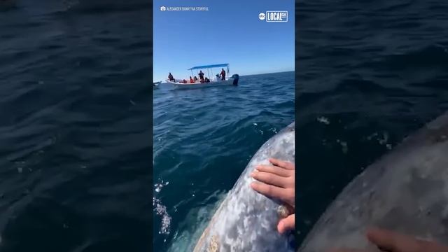 Tourists kiss friendly whale