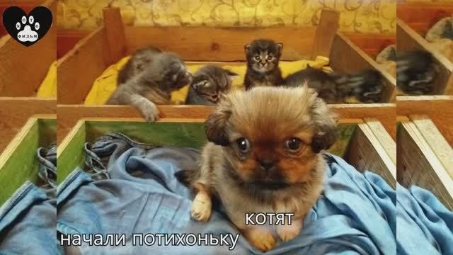 Нулевая серия