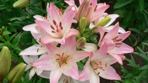 Азиатская красавица в саду Lilium asiatic Marlene
