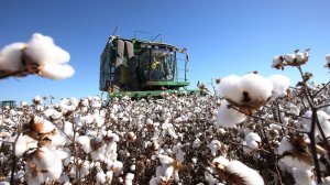 Сбор хлопка начался в Азербайджане