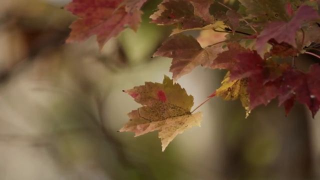 Лiлiя Остапенко - Як жаль смотреть онлайн