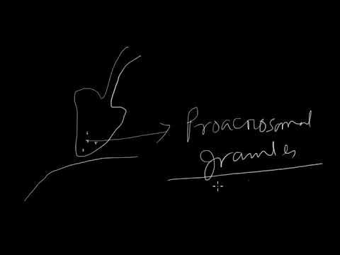 Human reproduction | Human fertilization | Phases of Human fertilization