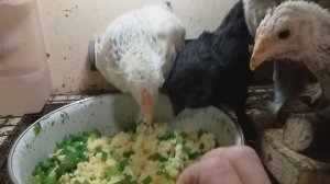 Февральский вывод, цыплятам 1,5 месяца.