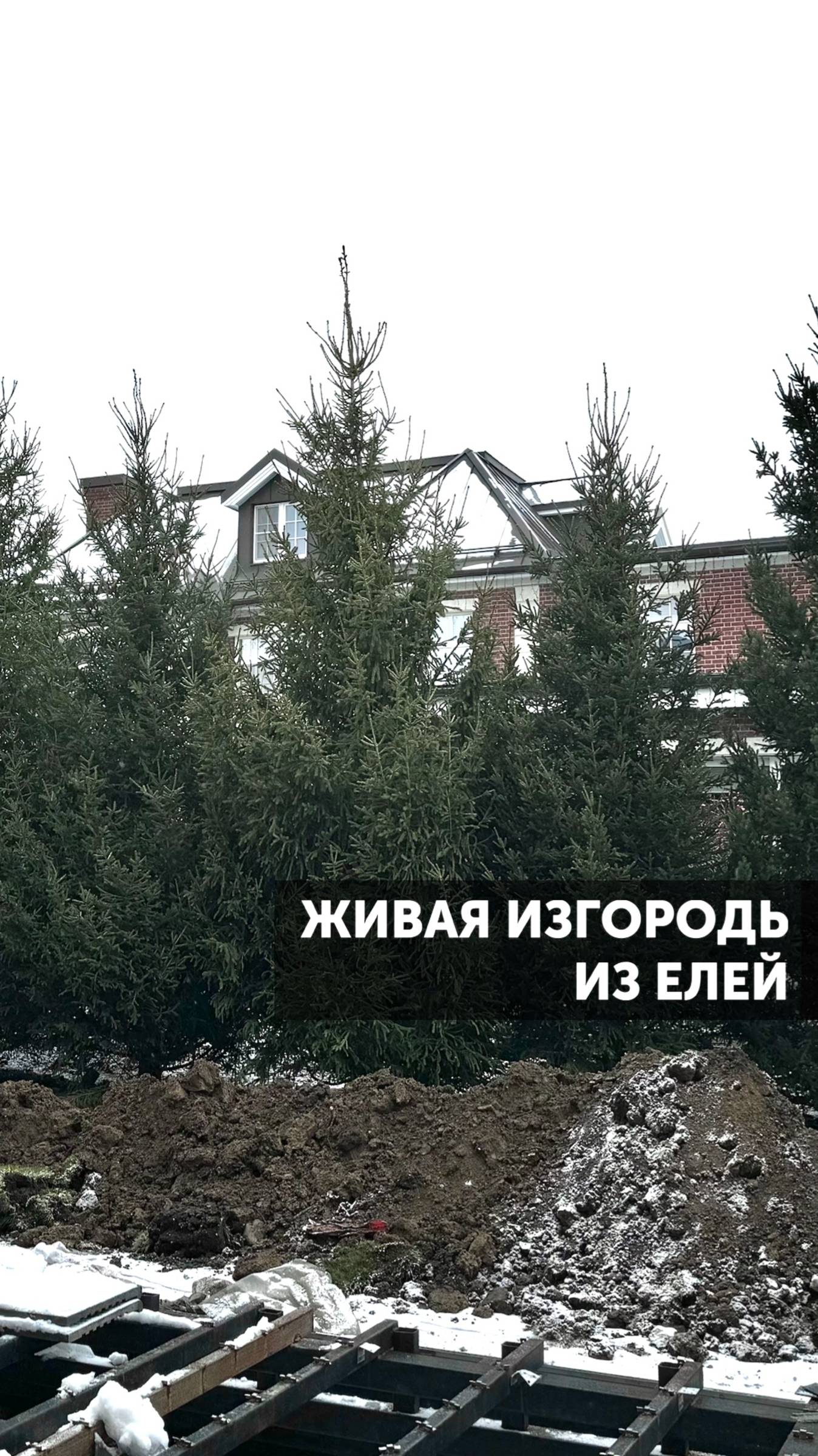Живая изгородь из елей #садоводство #живаяизгородь #сад #загородныйучасток