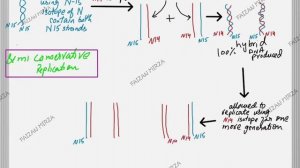 Nucleic Acids & Protein Synthesis