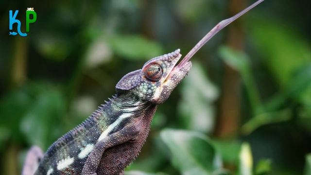 Before you buy a Panther Chameleon pet you should know this смотреть онлайн