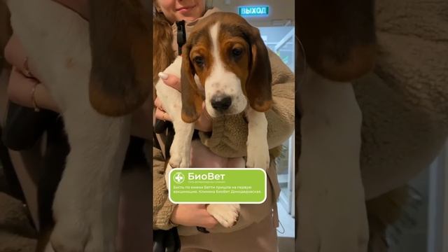 Бигль по имени Бетти пришла на первую вакцинацию. Клиника БиоВет Домодедовская.