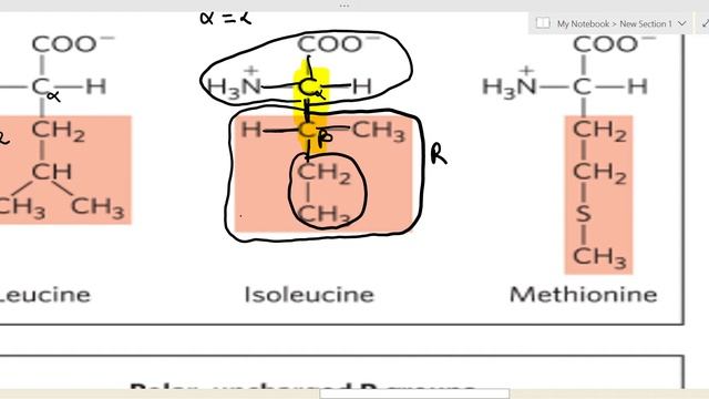 amino acid | amino acids biochemistry | amino acid lehninger - смотреть видео онлайн от «Uni Secrets Exposed» в хорошем качестве, опубликованное 12 ноября 2024 года в 19:09:33 00:35:01.