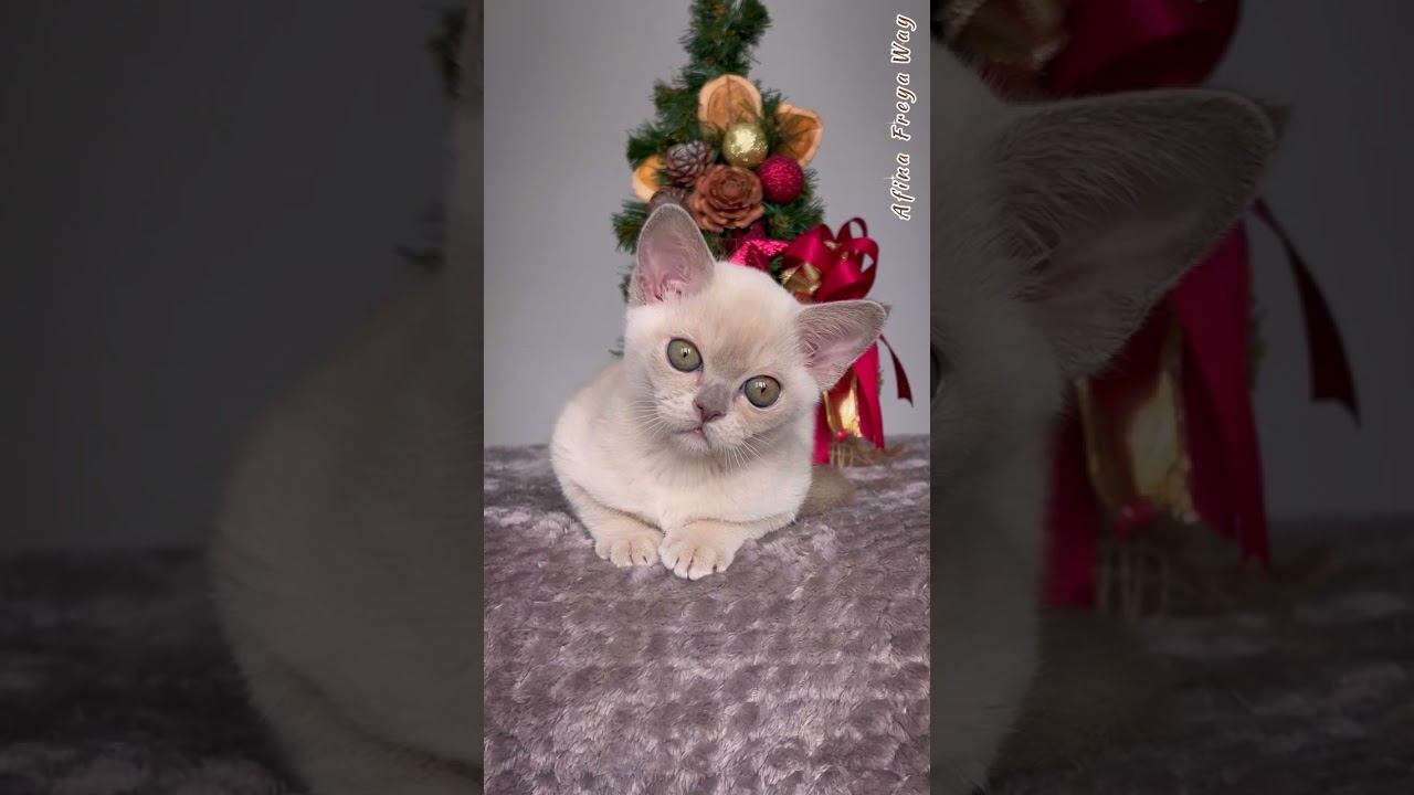 Лиловая бурманская девочка Afina Freya Way смотреть онлайн