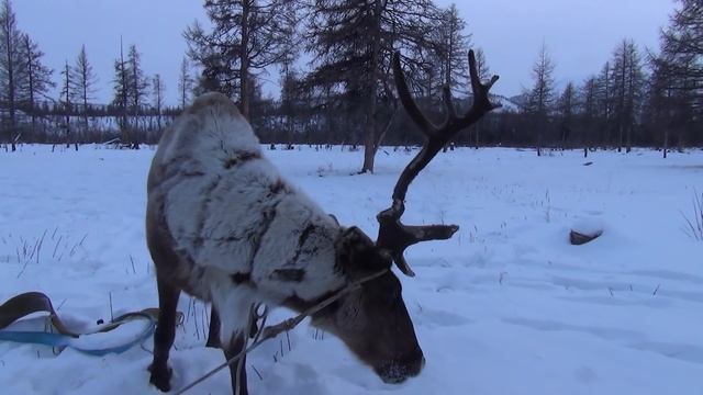 2022 - К эвенам-оленеводам Верхоянской тайги.