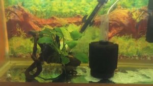 Дискусы в нерестовике! О карантине и подготовке воды.