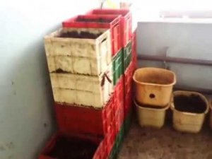 Выборка вермикомпоста из реактора
