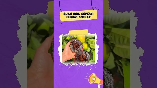 Buah unik seperti puding coklat #infoyunik #blacksapote #buahunik