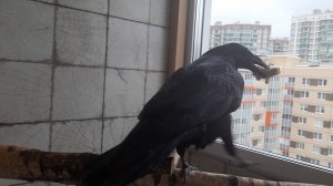 После уборки в вольере.