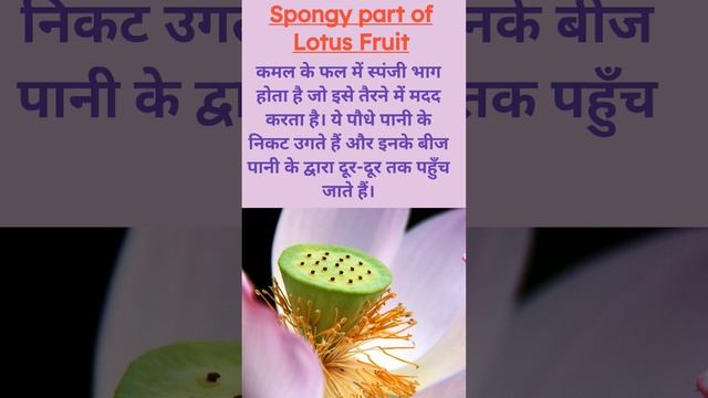 पानी द्वारा बीज फैलाव #botany #hindi #plantphysiology #rupinderkibaaten #plantscience #short_vira смотреть онлайн
