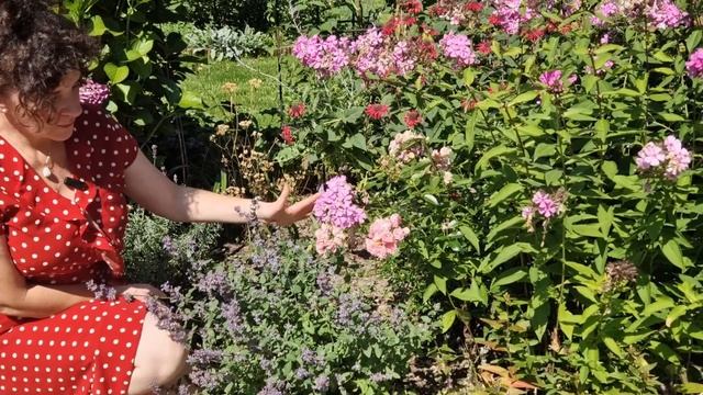 7 bardzo długo kwitnących bylin łatwych w uprawie. Rośliny kwitnące od lata do jesieni. смотреть онлайн