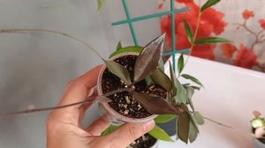 Хойи из моей коллекции. Paradisea, Narcissiflora, Danumensis, Flores Island Ut-039 и др.