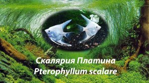Скалярия Платина / Pterophyllum scalare #белыескалярии #скалярияплатина