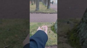 Подрабатываем кормушкой