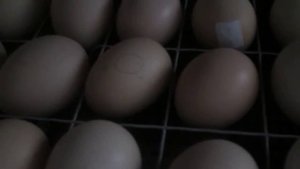 ДОЖДАЛИСЬ!!! начался наклёв цыплят!