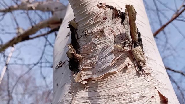 © Весеннее настроение. 29.04.2024 смотреть онлайн