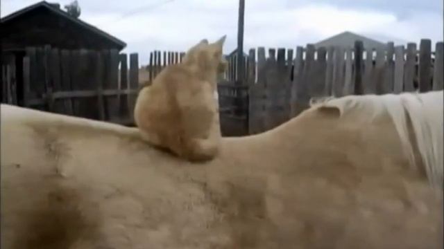 Кошачьи новости смотреть онлайн