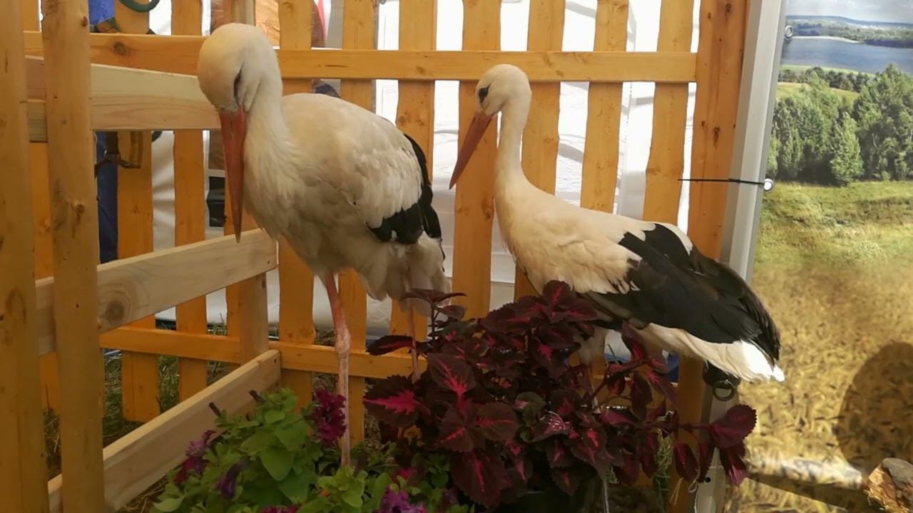 Поставь лайк милашке! ПОДПИШИСЬ!😢|SONKA tv смотреть онлайн