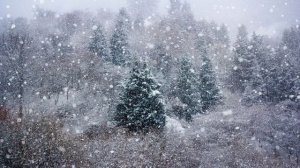 Ксения Позднева - Ой, завьюжило, запорошило