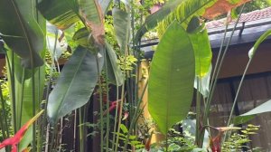 Геликония - удивительное растение!