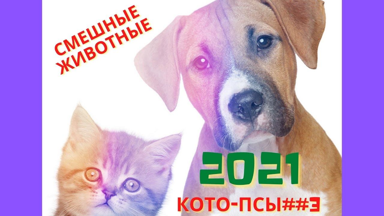 Забавные животные ,смешные животные,2021,Кото Псы ##3, смотреть онлайн