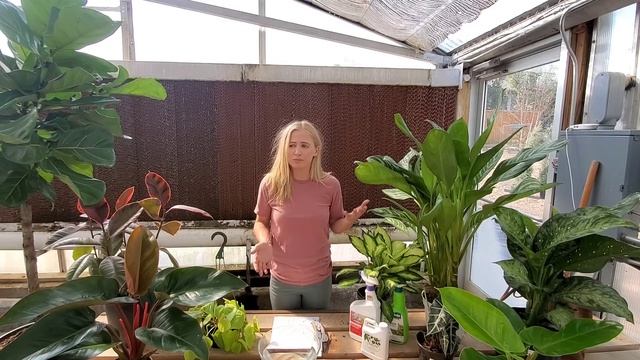 Houseplant Terms and Tricks смотреть онлайн