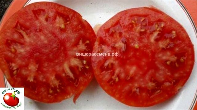 Купить урожайные сорта помидоров