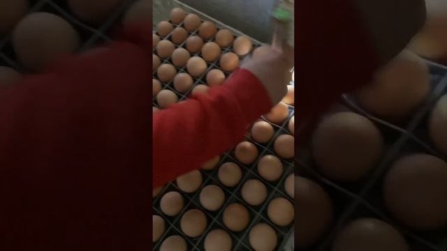 Инкубация Кобб-500 смотреть онлайн