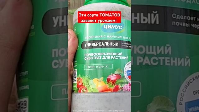 Эти сорта томатов завалят урожаем! #помидоры #урожай #огород #томаты #удобрение #подкормка #tomato