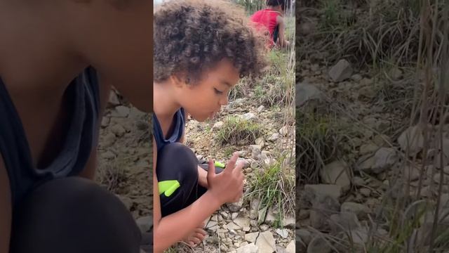 Foraging cleaning and eating Nostoc Commune cyanobacterium