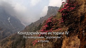 Прогулка к Нупле по цветущим рододендроновым лесам склонов Конгдэ Ри - A walk to Nupla