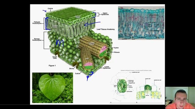 The Structures of Photosynthetic Light Capture