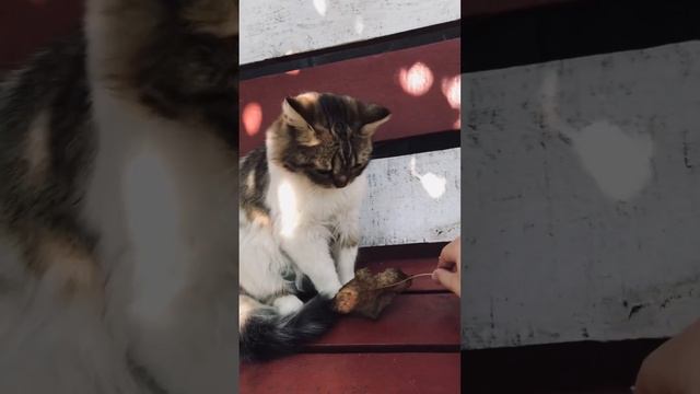 Лучшая скамейка для кота 