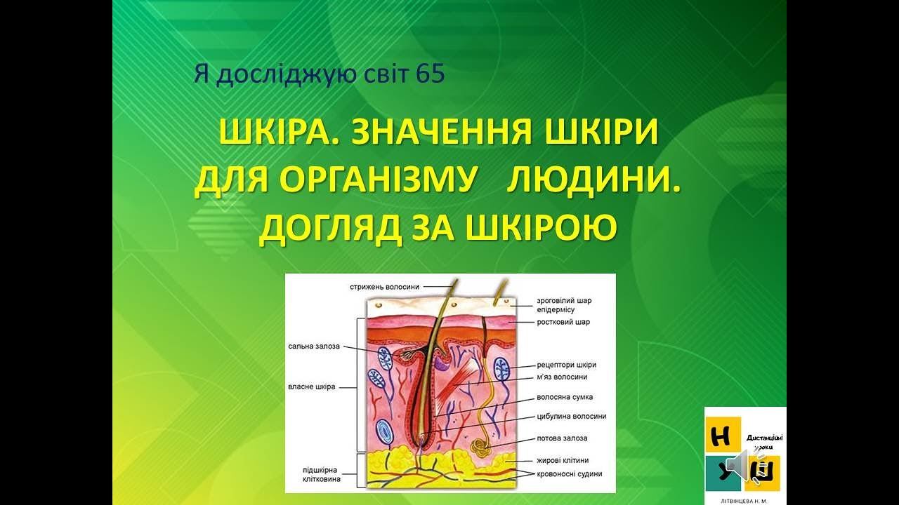 Урок 65. ШКІРА. ЗНАЧЕННЯ ШКІРИ ДЛЯ ОРГАНІЗМУ   ЛЮДИНИ.  ДОГЛЯД ЗА ШКІРОЮ. ЯДС 3 клас