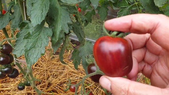 Новый томат Черри 2024 года но буду выращивать ВСЕГДА. Вкусный сладкий удивительного цвета.