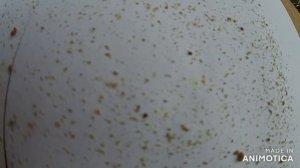 Результат обработки пчёл от клеща щавелевой кислотой.