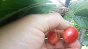 Черешня Джерело сигнальне плодоношення