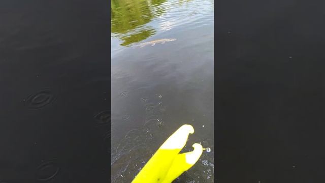 Димкина Жабка с НМР на Михину "Мармеладку"!)