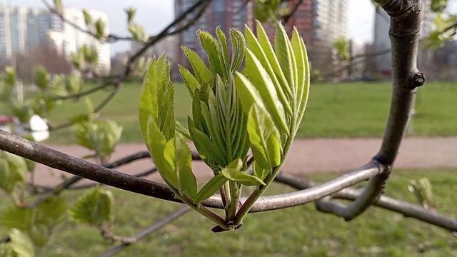 © Краски мая. 07.05.2024 смотреть онлайн